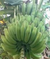Raw / Green Bananas (Savarboni)  - 3 nos